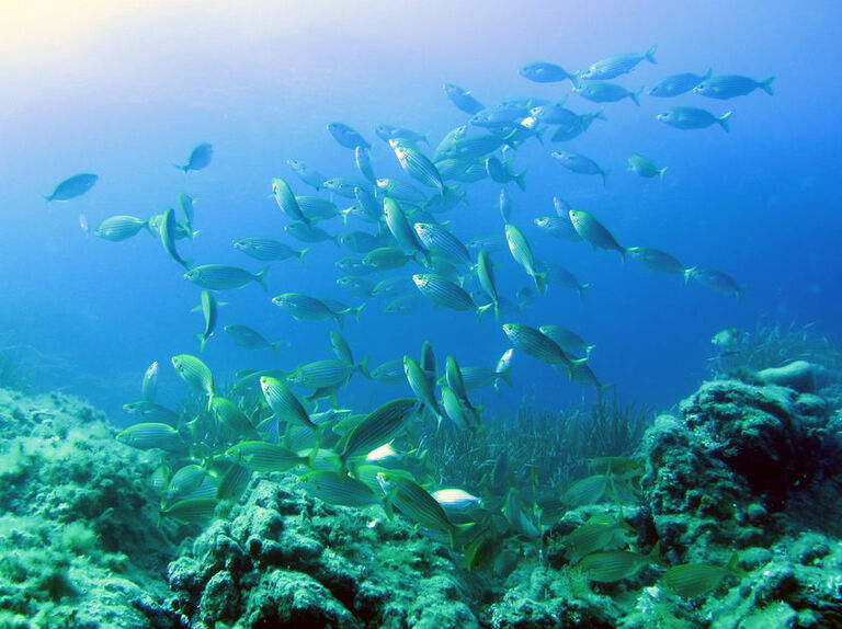 Institut-oceanographique-Paul-Ricard_page_large.jpg