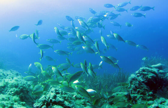 Institut-oceanographique-Paul-Ricard_page_large.jpg